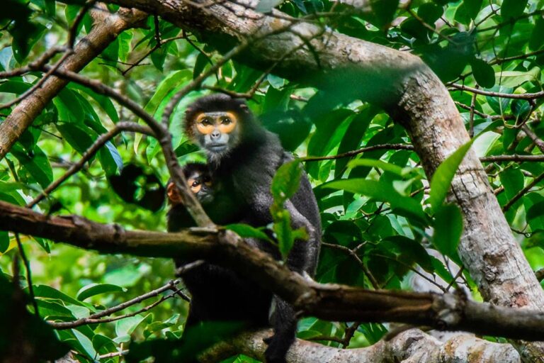 Fundraisingdirektør: Naturfilantropi kan gøre mere gavn langt fra de hjemlige himmelstrøg